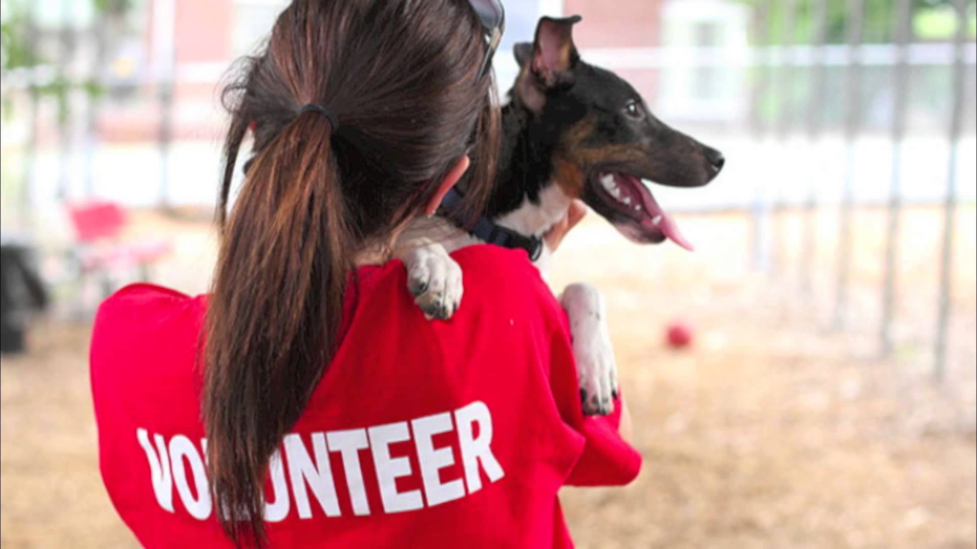 Спонсора приюта. Волонтеры животных. Волонтеры в приюте для животных. Волонтеры с собаками. Волонтеры помогают животным.
